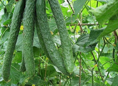 李美丽吃梨瓜,一场甜蜜的邂逅