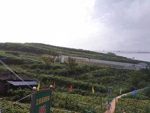 宜宾珙县吃瓜事件