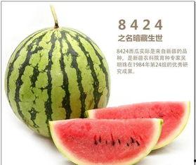 假如世界静止吃瓜,吃瓜群众如何度过永恒时光