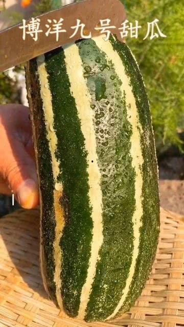 瓜这是什么吃的