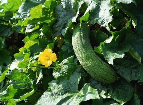 吃瓜医学网,趣味科普，轻松了解健康知识