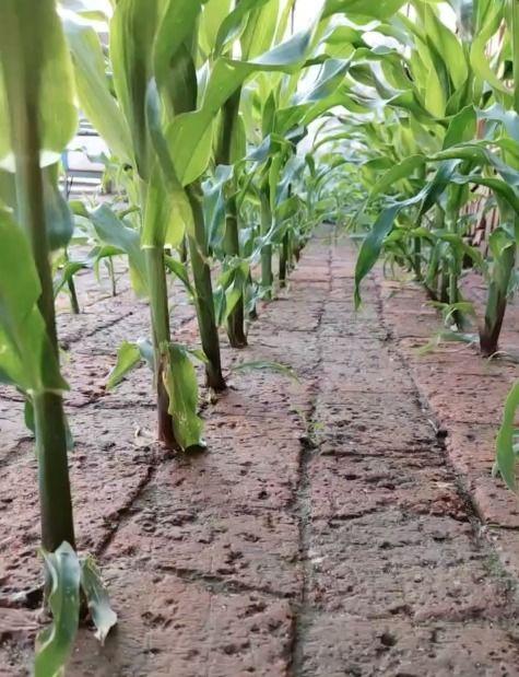 小虫吃大瓜,一场生态界的生存较量