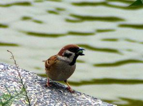 麻雀吃瓜的视频,萌态十足引网友热议