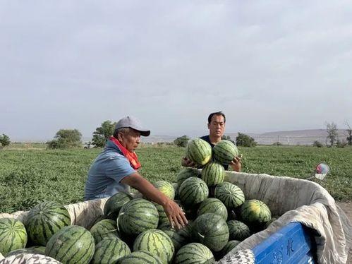 腾蛇吃瓜,揭秘神秘生物的食性之谜