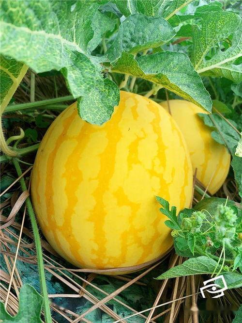 吃瓜简介,一场全民参与的娱乐盛宴