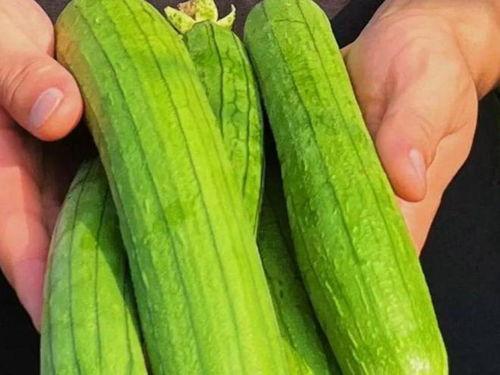 秋天吃蔬瓜,养生又美味