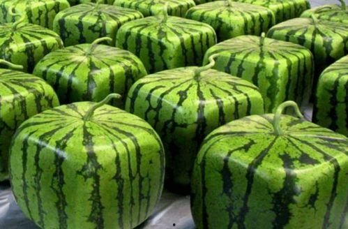 韩国吃瓜和中国吃瓜,中韩两国“吃瓜”文化的碰撞与共鸣