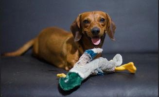 狗狗可以吃绿瓜,绿瓜的神奇益处