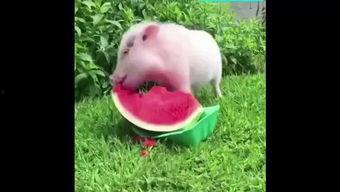 吃瓜小猪摆件